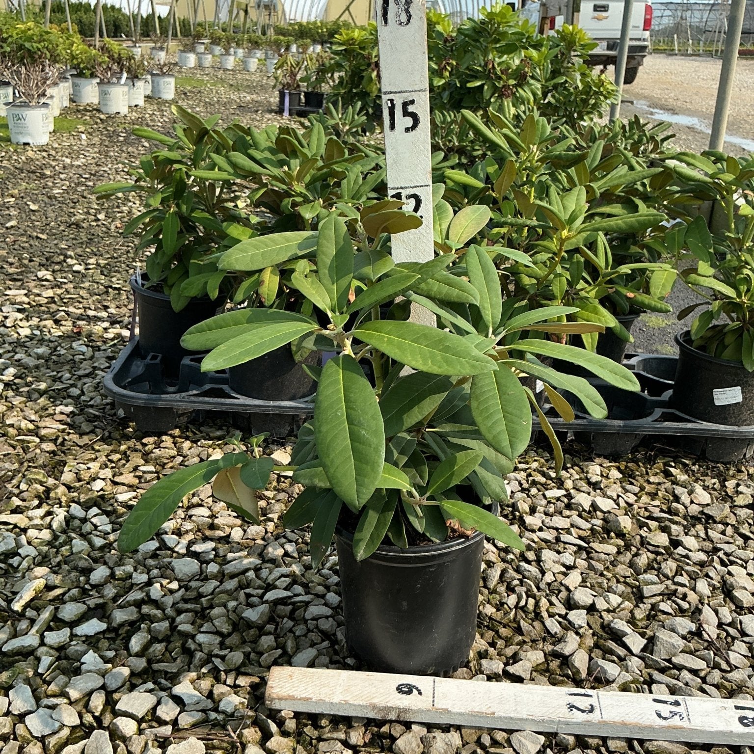Yaku Prince Rhododendron in a #1 container with glossy dark green foliage at a nursery growing facility.
