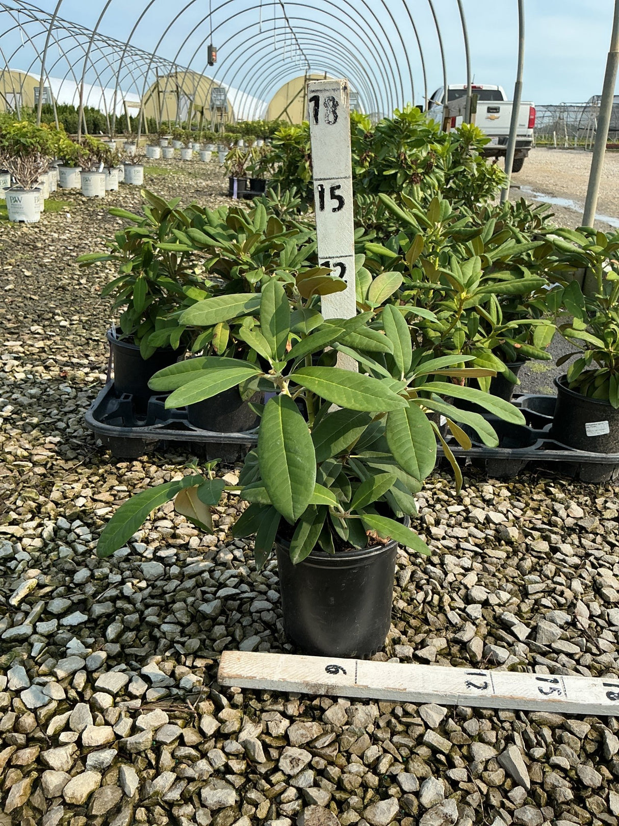Yaku Prince Rhododendron in a #1 container with glossy dark green foliage at a nursery growing facility.