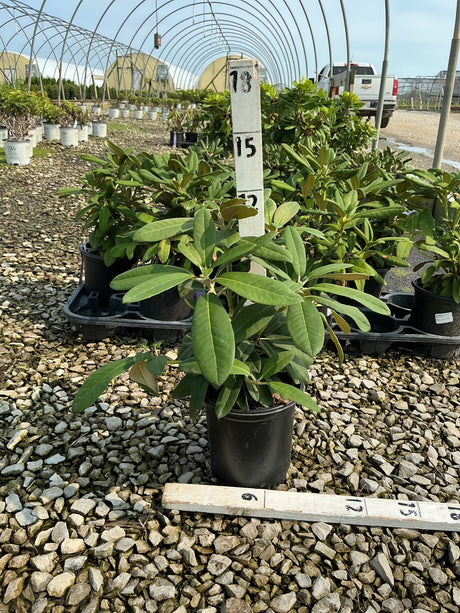 Yaku Prince Rhododendron in a #1 container with glossy dark green foliage at a nursery growing facility.