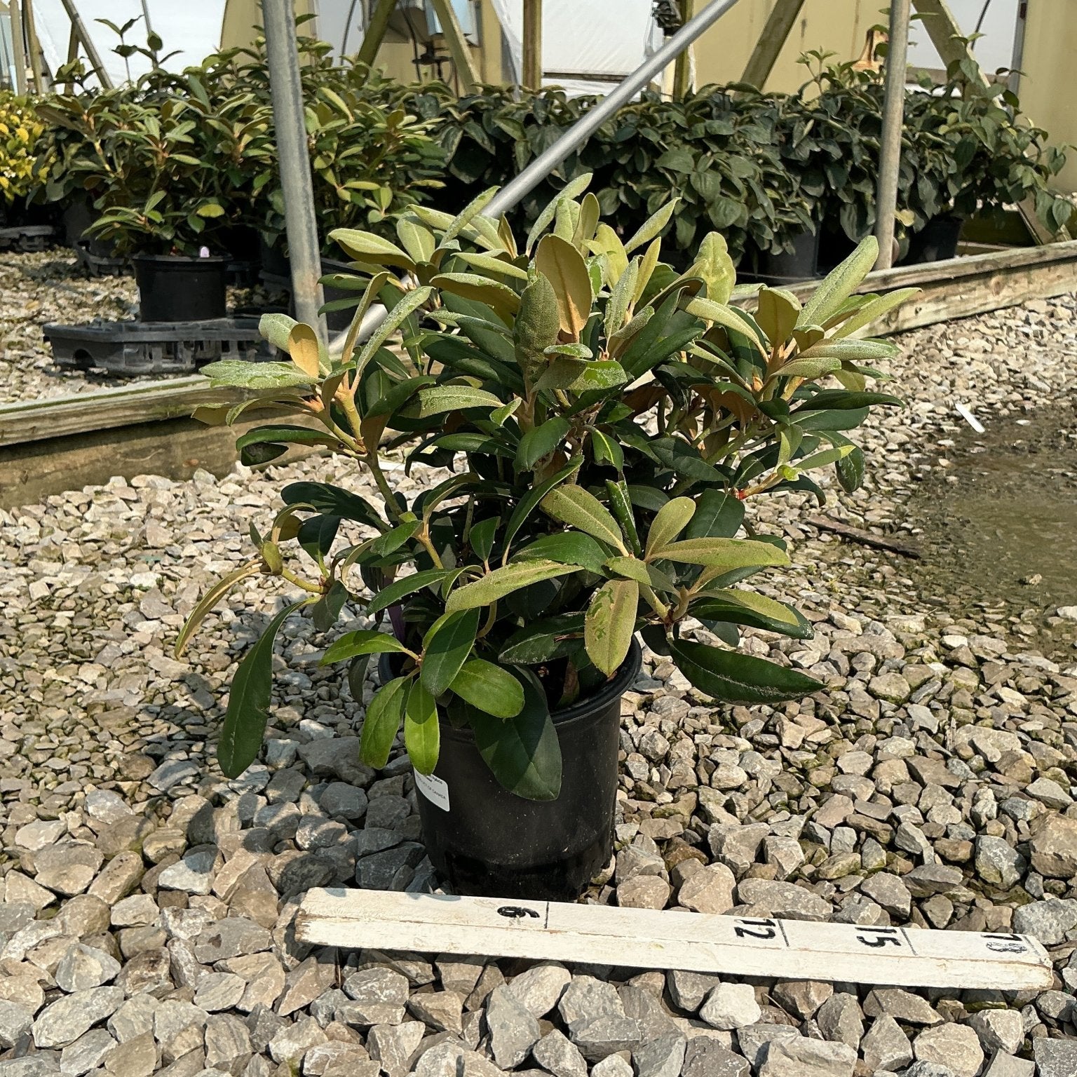 Yaku Princess Rhododendron in a #1 black nursery container displayed on gravel with a measurement ruler at a greenhouse.