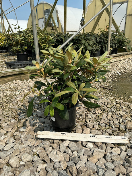 Yaku Princess Rhododendron in a #1 black nursery container displayed on gravel with a measurement ruler at a greenhouse.