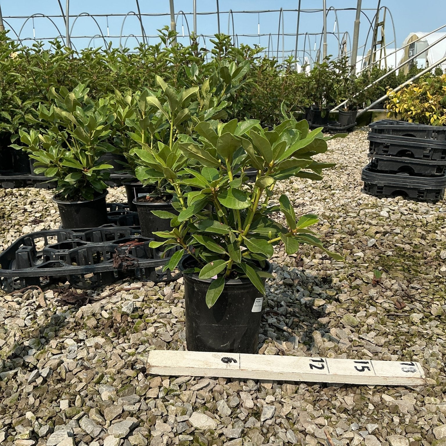 Nova Zembla Rhododendron shrub in a #1 container displayed on gravel inside a greenhouse nursery.