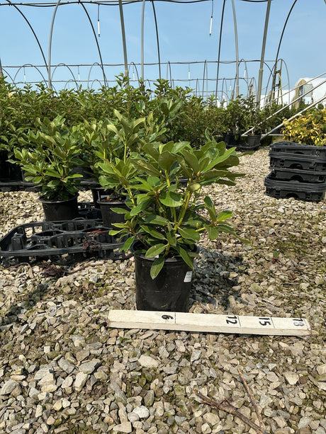 Nova Zembla Rhododendron shrub in a #1 container displayed on gravel inside a greenhouse nursery.