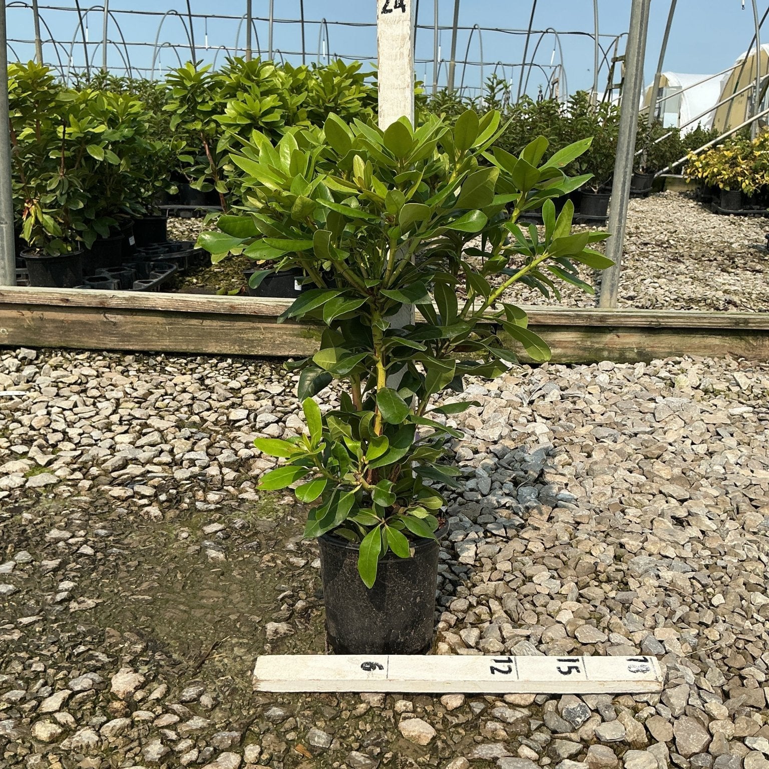 Minnetonka Rhododendron shrub in a nursery container with dense, glossy green foliage, shown with a measurement stake.