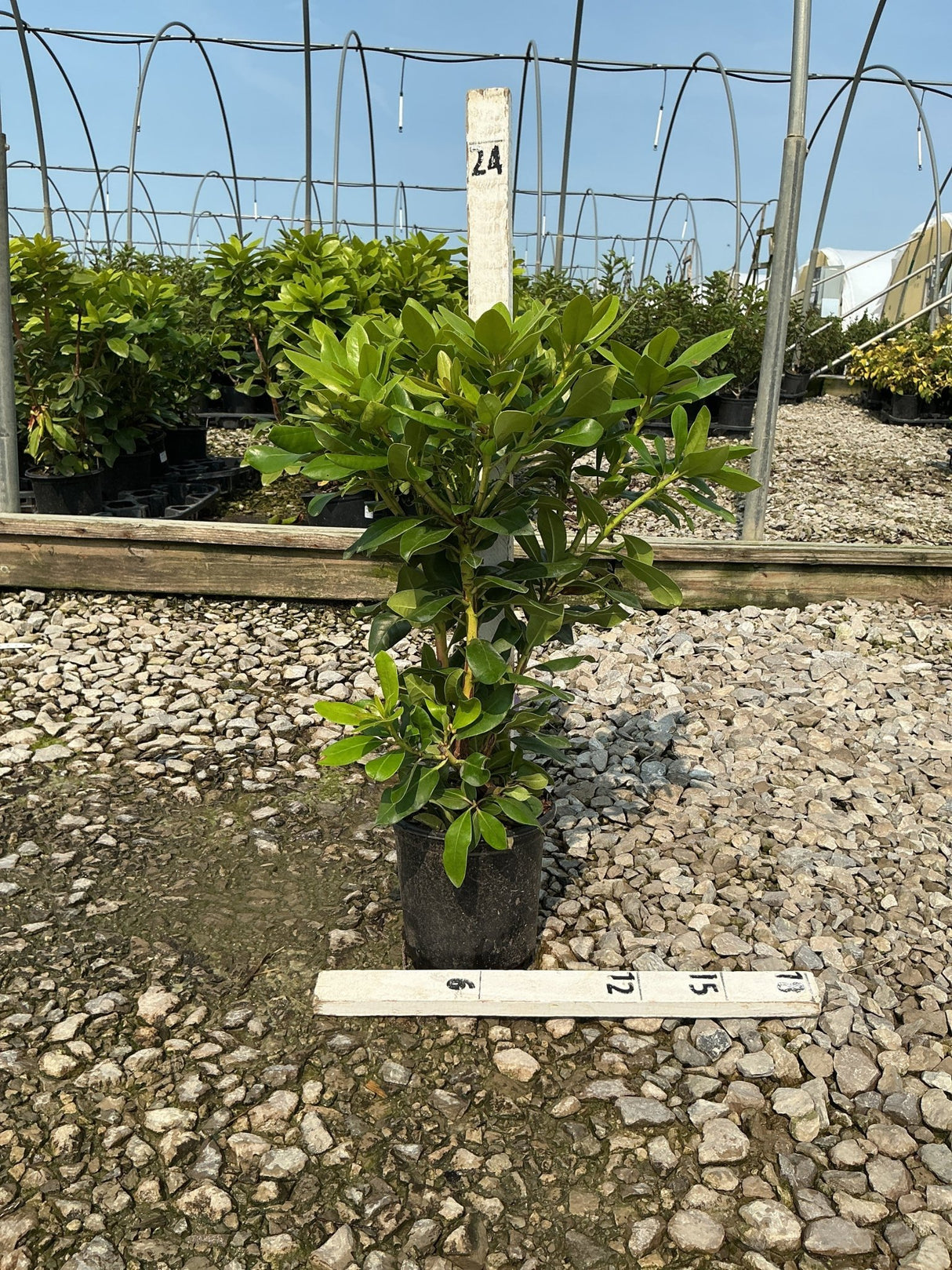 Minnetonka Rhododendron shrub in a nursery container with dense, glossy green foliage, shown with a measurement stake.
