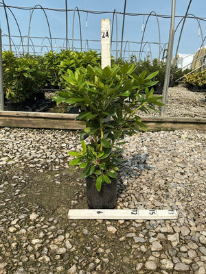 Minnetonka Rhododendron shrub in a nursery container with dense, glossy green foliage, shown with a measurement stake.
