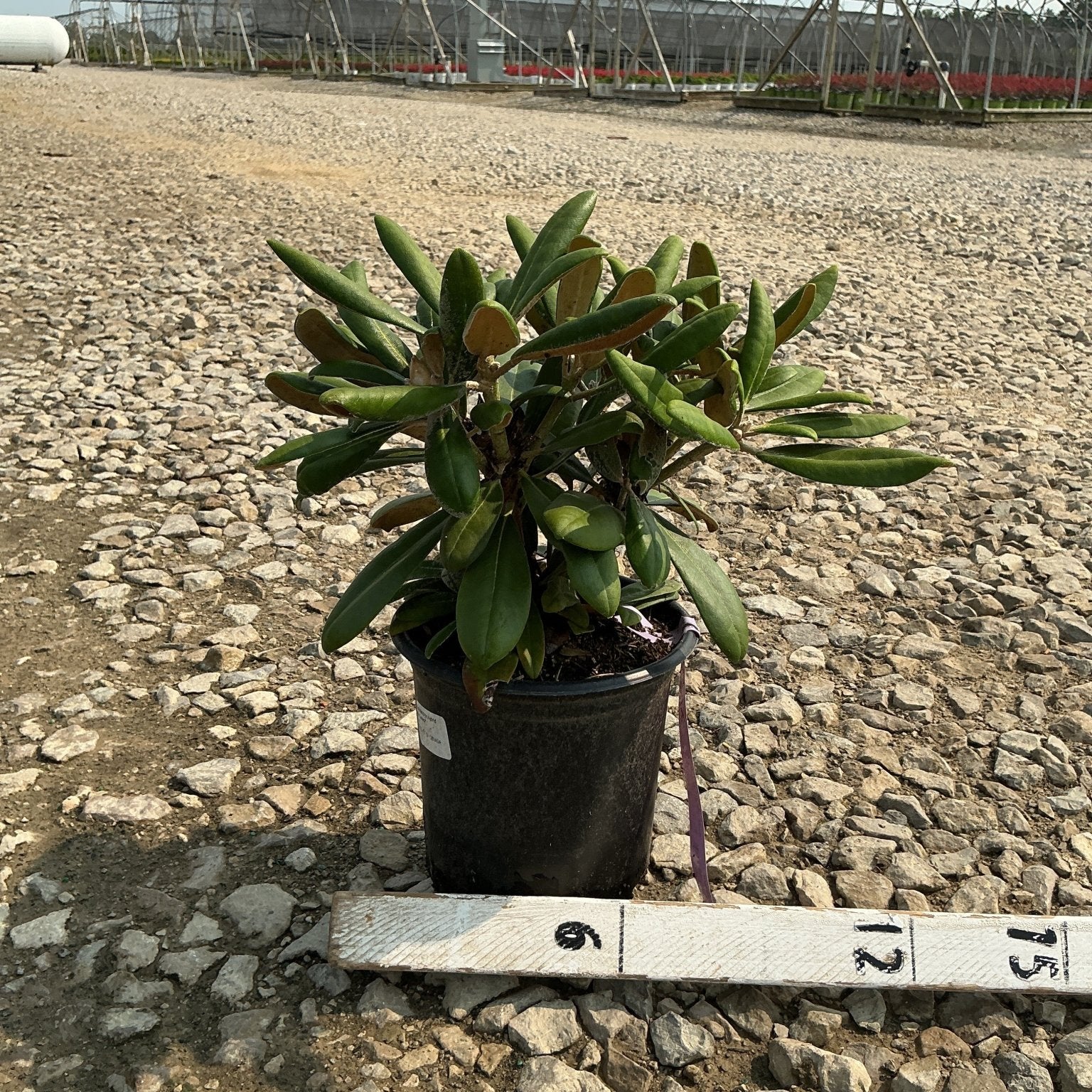 Ken Janeck Rhododendron in a #1 container with dense dark green foliage, shown with a ruler for scale at a nursery.