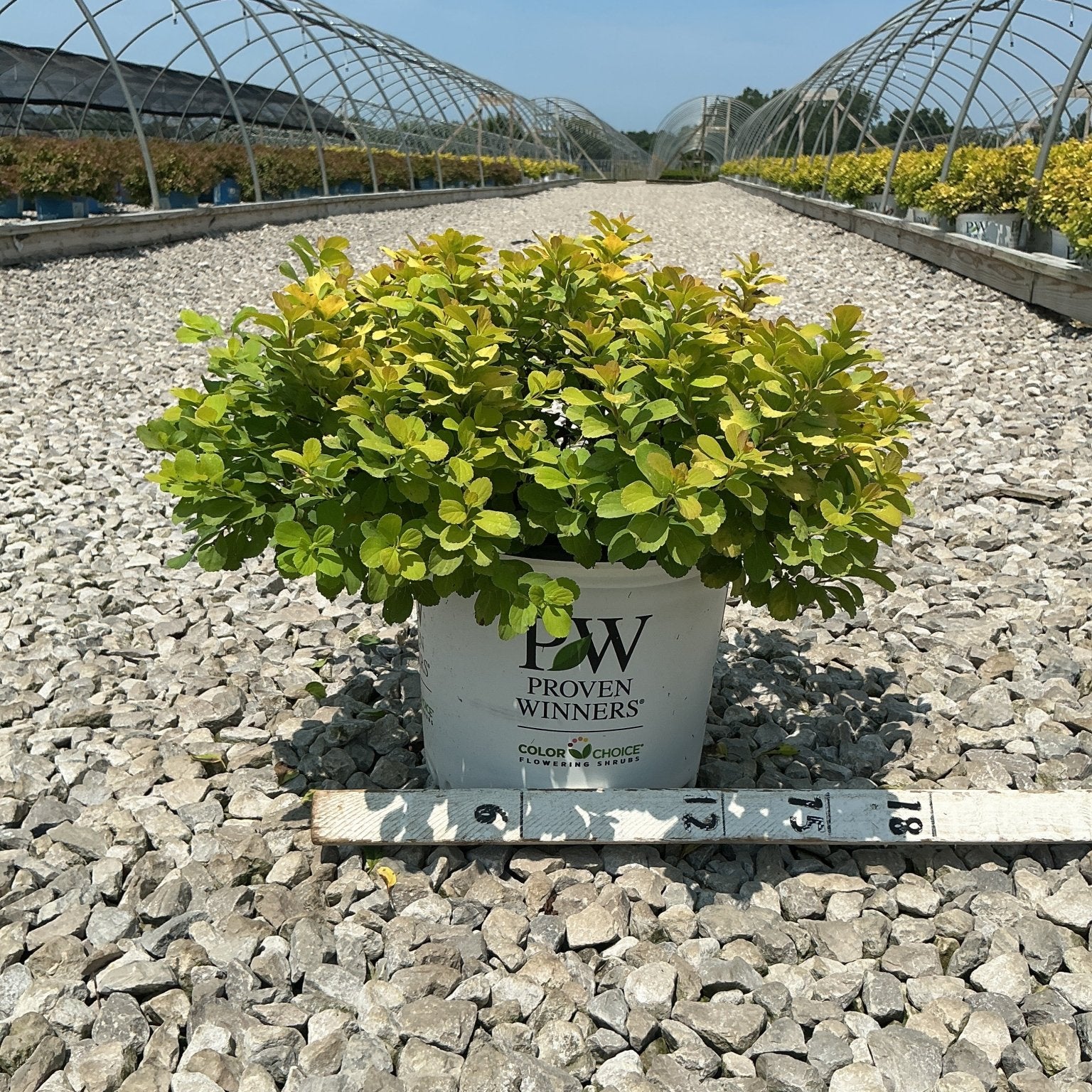 Glow Girl Spirea shrub with bright chartreuse foliage growing in a Proven Winners #3 container at a nursery.