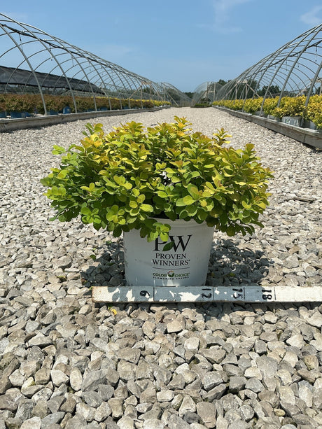 Glow Girl Spirea shrub with bright chartreuse foliage growing in a Proven Winners #3 container at a nursery.