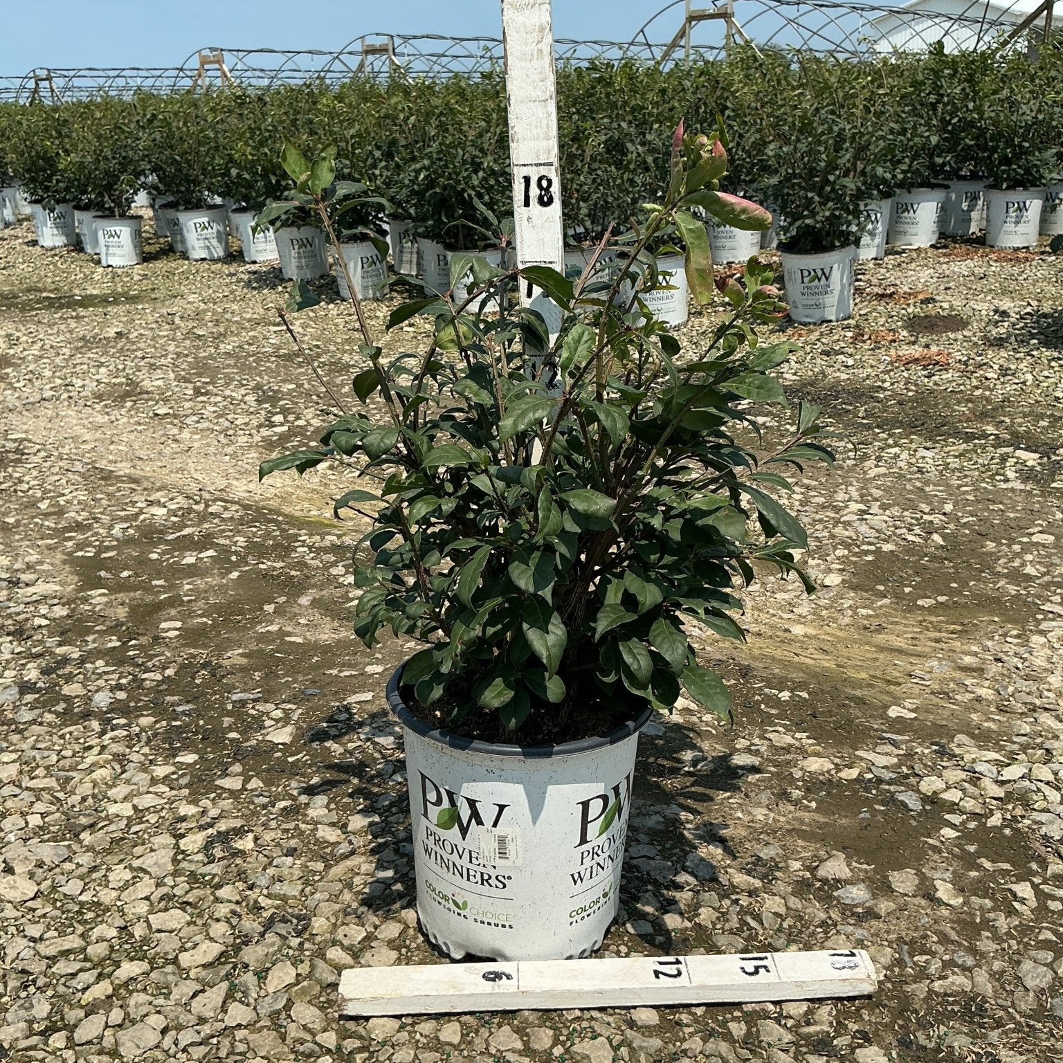 Fire Ball Burning Bush in a #2 Prove Winners container at a nursery, showing dark green foliage with reddish new growth.