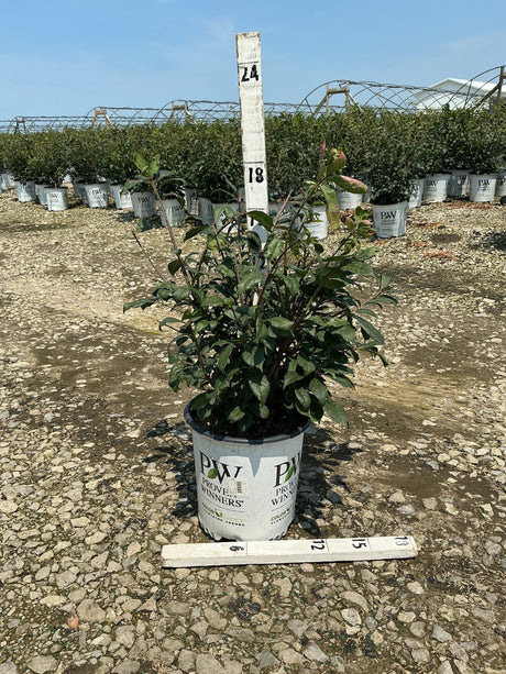 Fire Ball Burning Bush in a #2 Prove Winners container at a nursery, showing dark green foliage with reddish new growth.