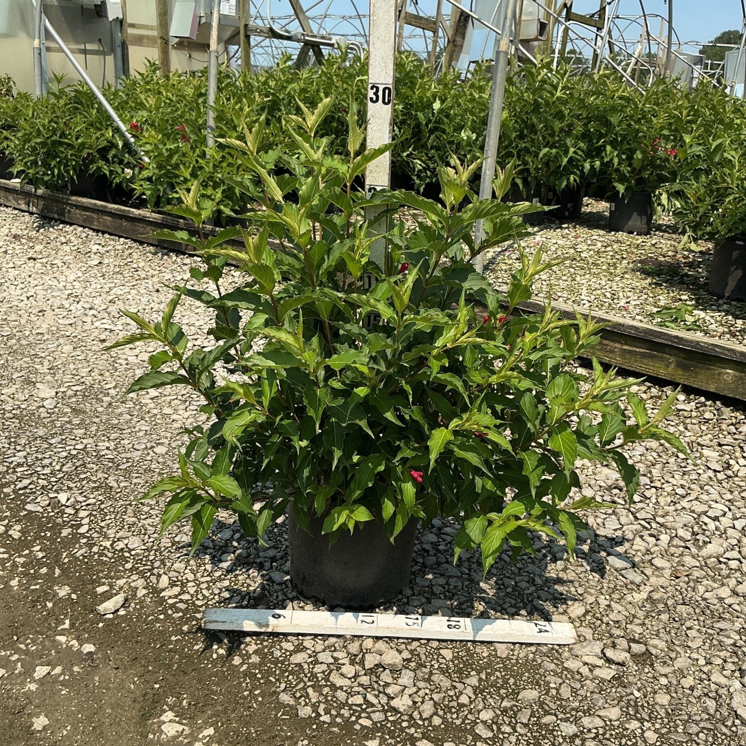 Red Prince Weigela shrub in a #3 container showing lush green foliage with red blooms at a nursery.