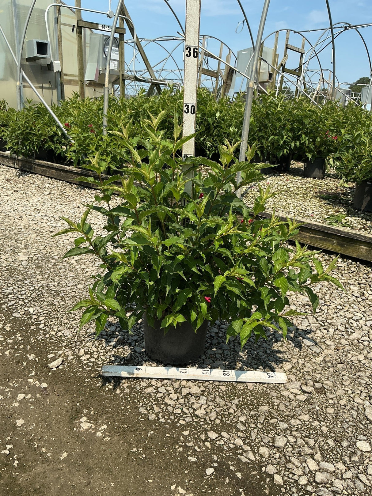 Red Prince Weigela shrub in a #3 container showing lush green foliage with red blooms at a nursery.