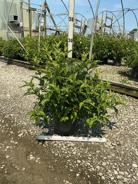 Red Prince Weigela shrub in a #3 container showing lush green foliage with red blooms at a nursery.