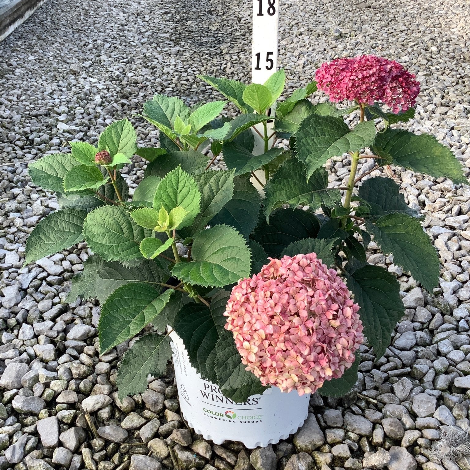 Invincibelle Ruby hydrangea in a #3 container with deep pink mophead blooms on a gravel nursery bed.