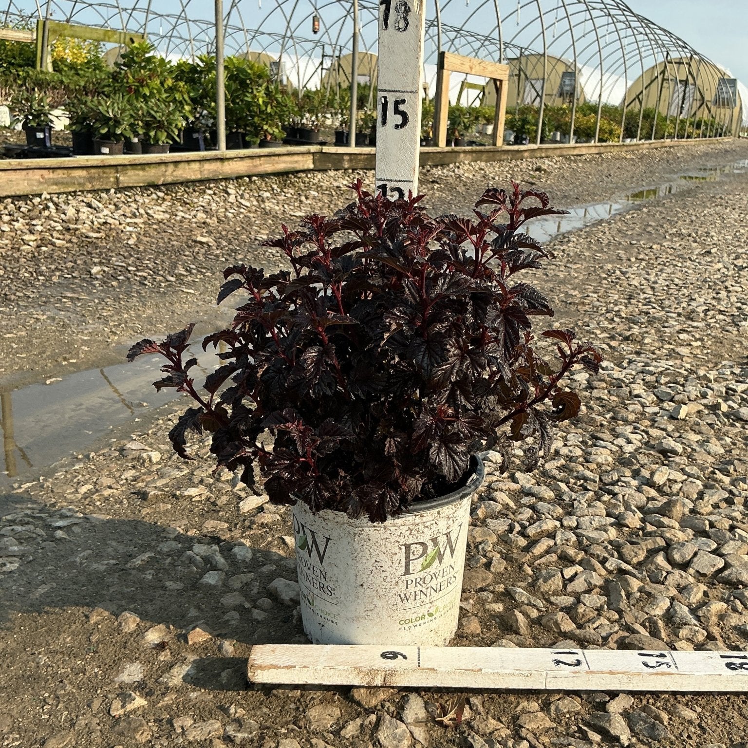 Summer Wine Black Ninebark in a #1 Proven Winners container, showing deep burgundy-black foliage at a nursery.