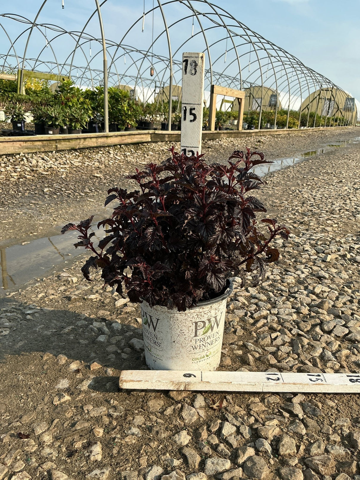Summer Wine Black Ninebark in a #1 Proven Winners container, showing deep burgundy-black foliage at a nursery.