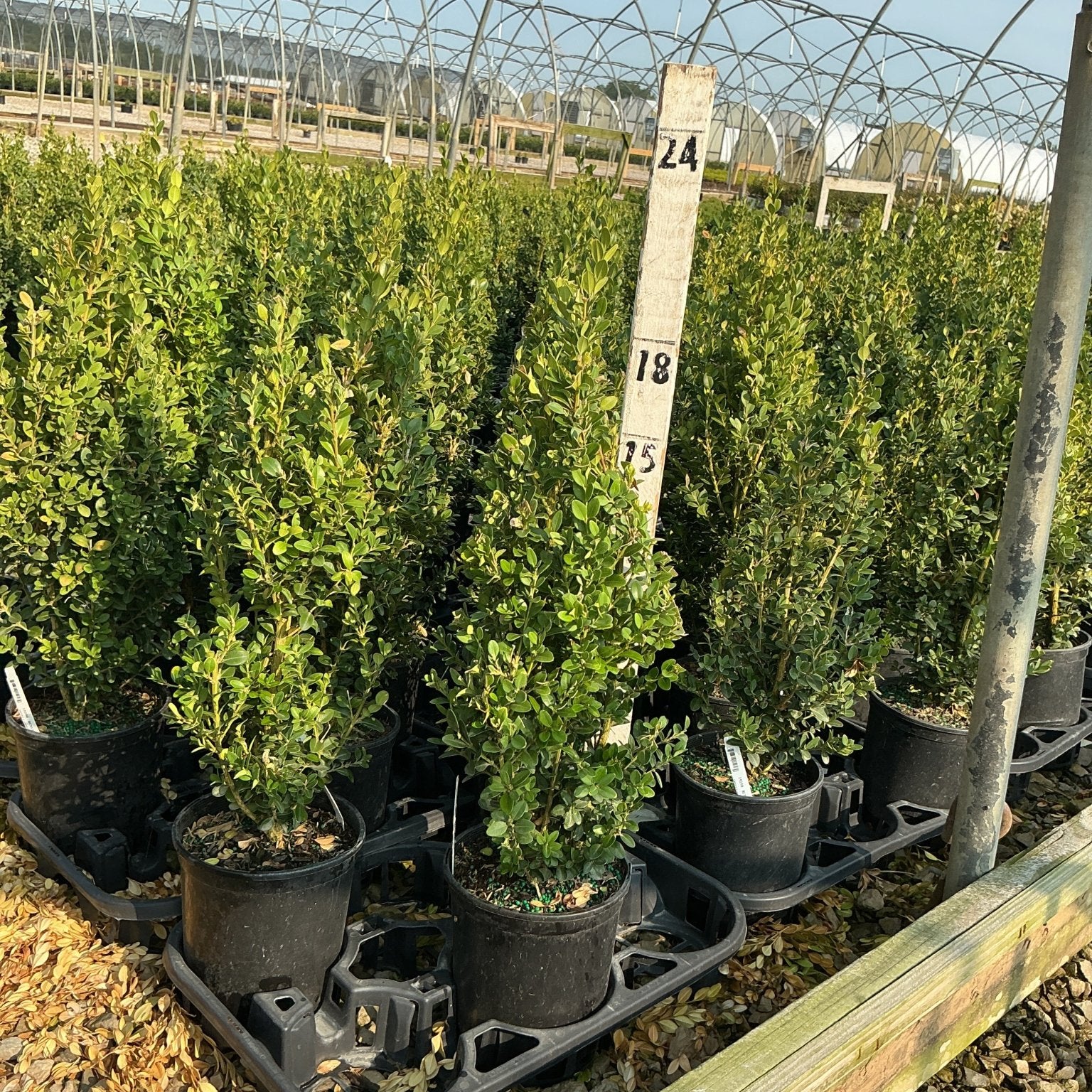 Green Mountain Boxwood shrubs in black nursery containers growing in rows under a hoop house structure.