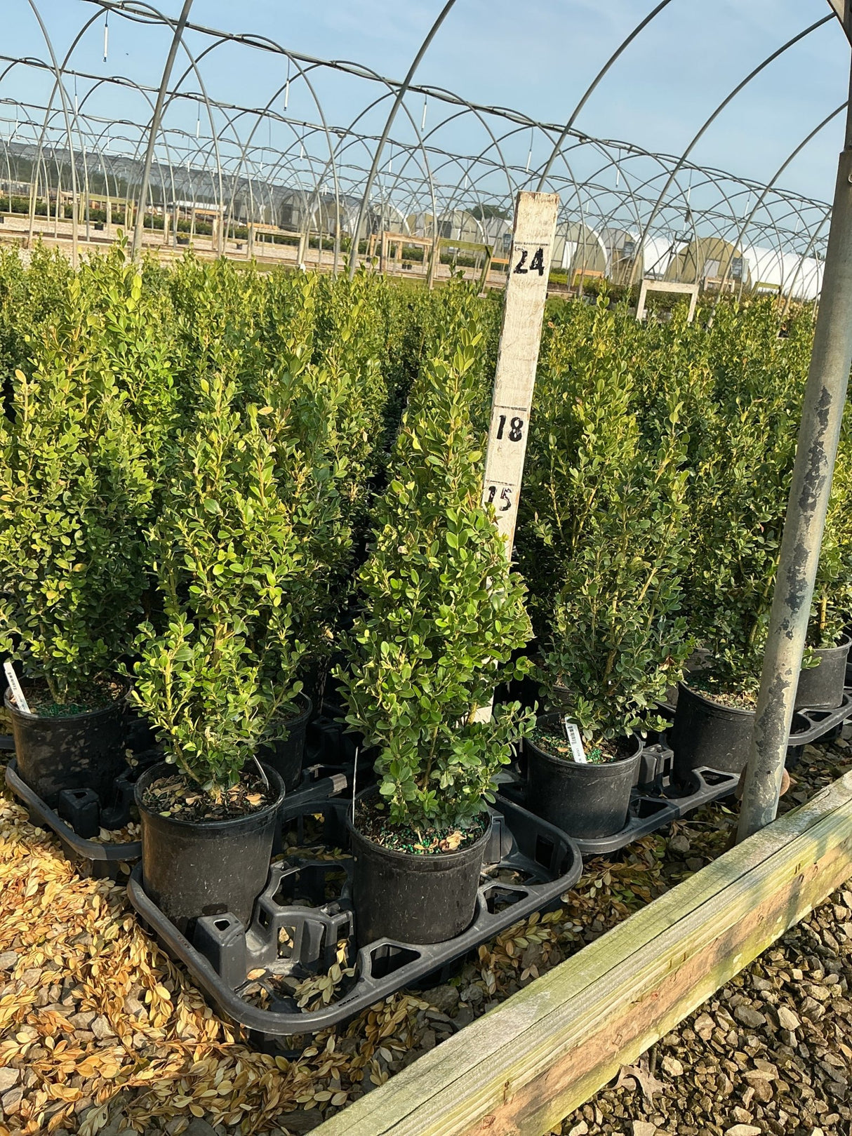 Green Mountain Boxwood shrubs in black nursery containers growing in rows under a hoop house structure.
