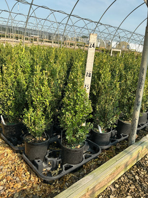 Green Mountain Boxwood shrubs in black nursery containers growing in rows under a hoop house structure.