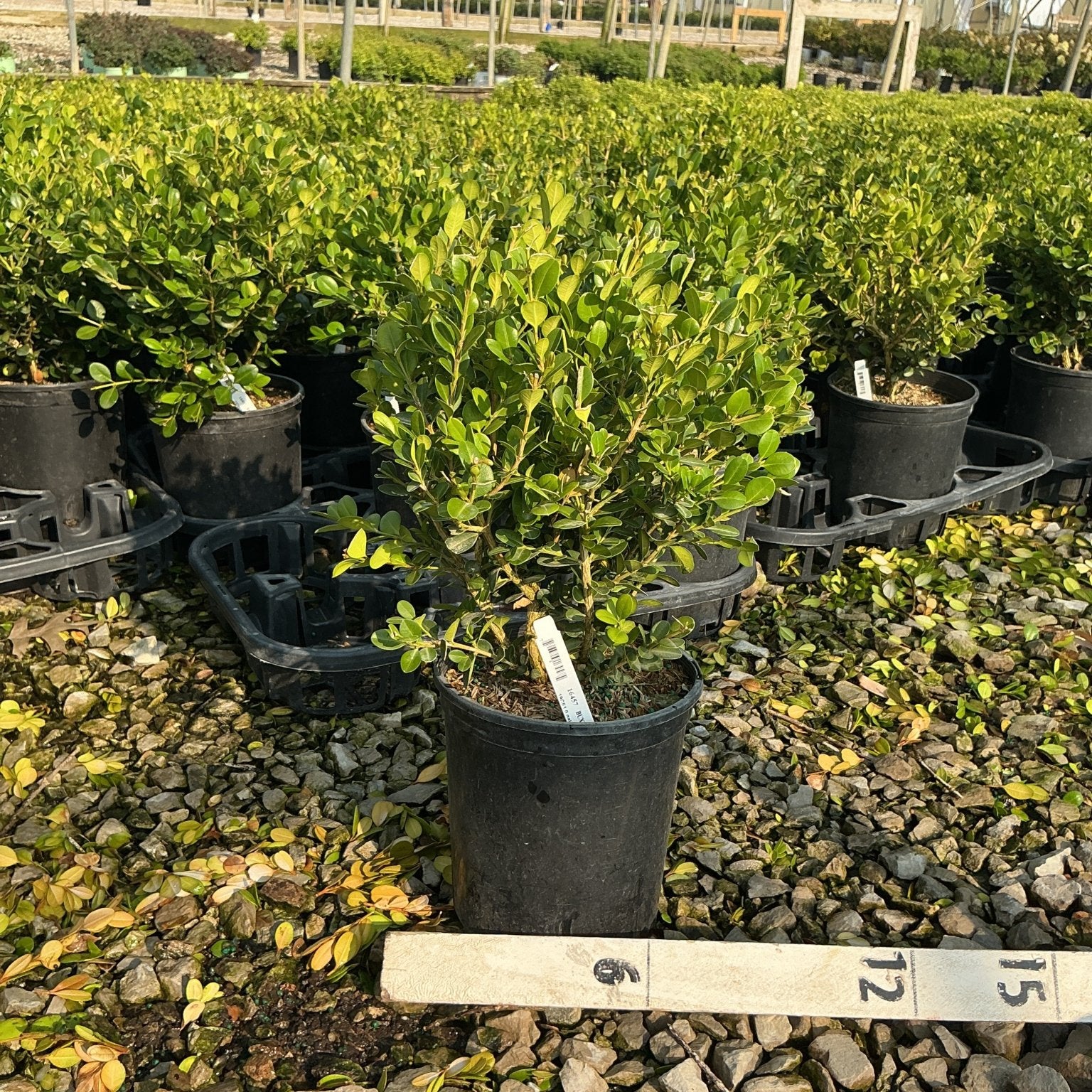 Winter Gem Boxwood in a #1 container at a nursery, showing dense bright green foliage on a gravel bed.