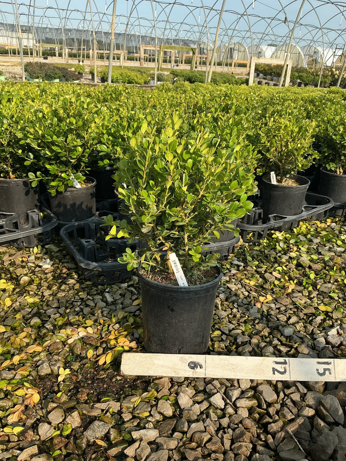 Winter Gem Boxwood in a #1 container at a nursery, showing dense bright green foliage on a gravel bed.