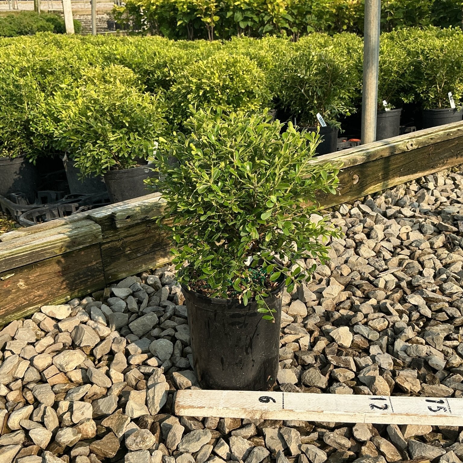NewGen Liberty Belle Boxwood shrub in a #1 container at a nursery, showing dense green foliage on gravel.
