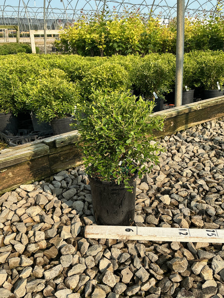 NewGen Liberty Belle Boxwood shrub in a #1 container at a nursery, showing dense green foliage on gravel.