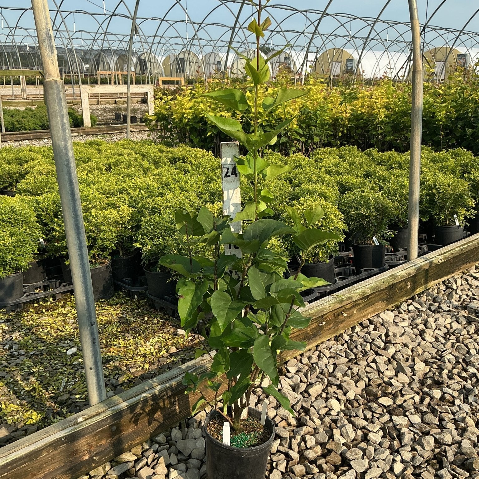 Declaration Lilac shrub in a #1 container showing upright habit with lush green foliage at a nursery greenhouse.