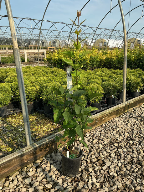 Declaration Lilac shrub in a #1 container showing upright habit with lush green foliage at a nursery greenhouse.