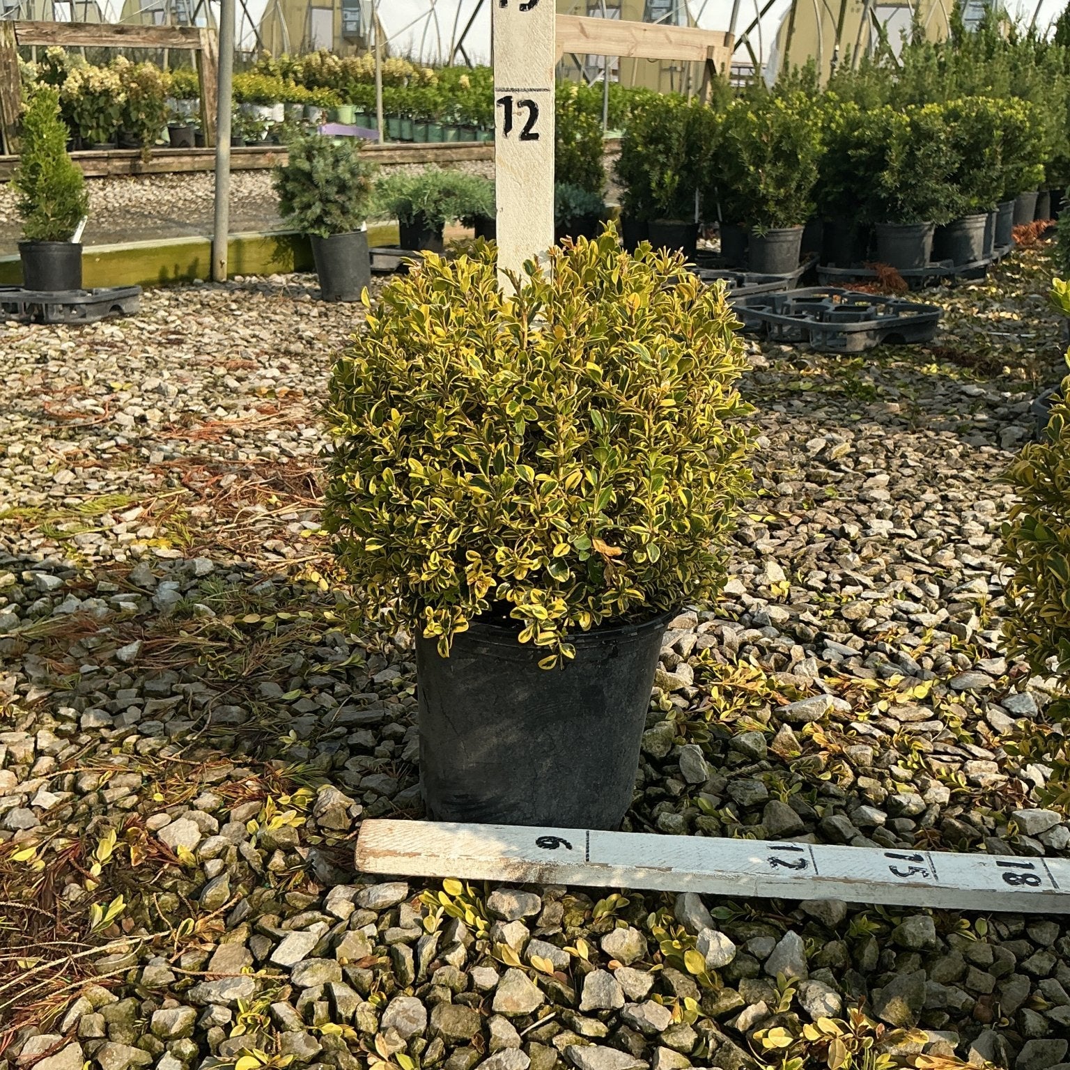 Gold Gem Boxwood shrub in a #1 container with variegated yellow-green foliage, shown at a nursery with a measurement stake.