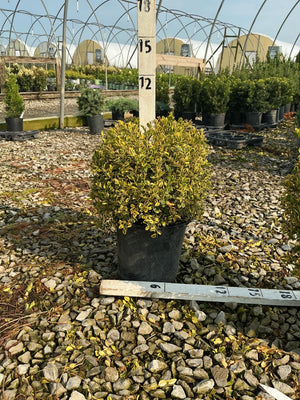 Gold Gem Boxwood shrub in a #1 container with variegated yellow-green foliage, shown at a nursery with a measurement stake.