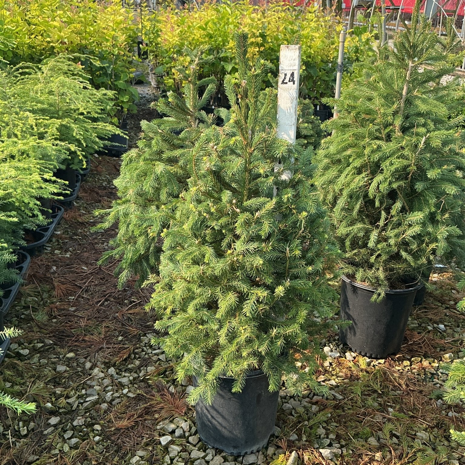 Norway Spruce tree in a #2 nursery container displaying dense green foliage and a conical upright habit.