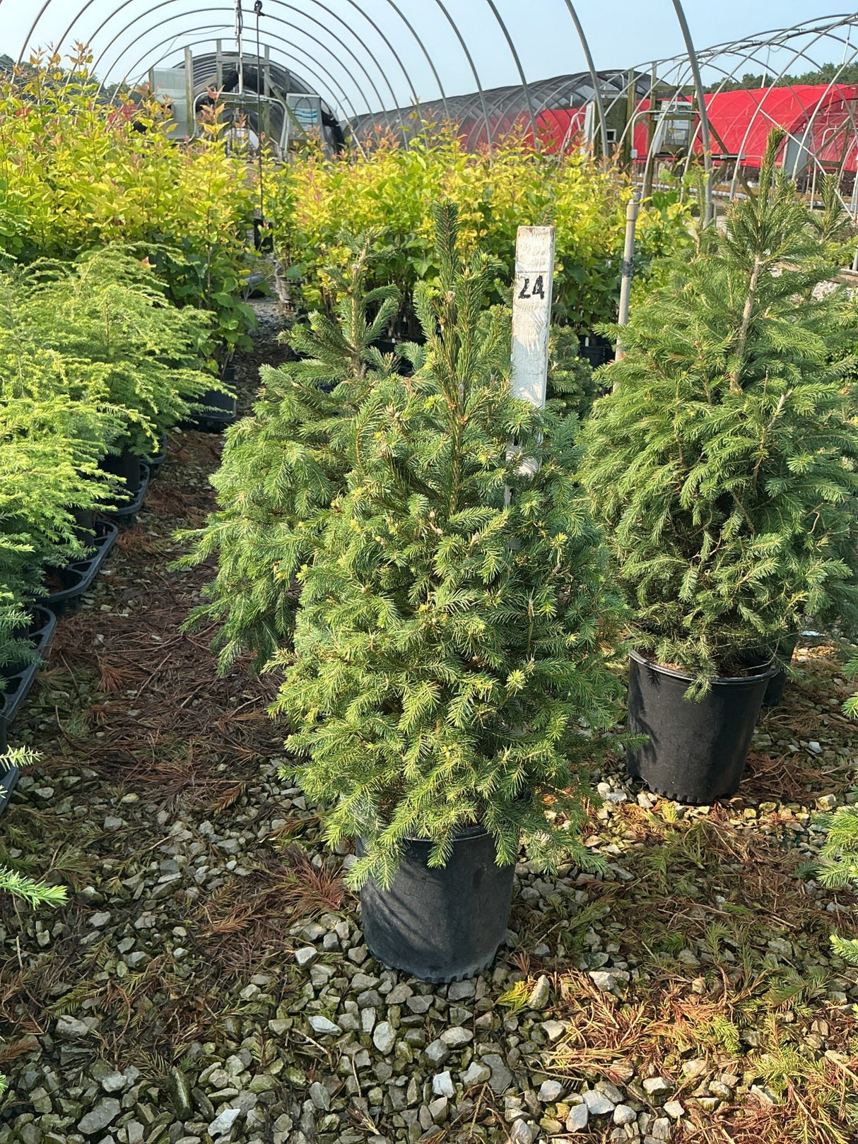 Norway Spruce tree in a #2 nursery container displaying dense green foliage and a conical upright habit.