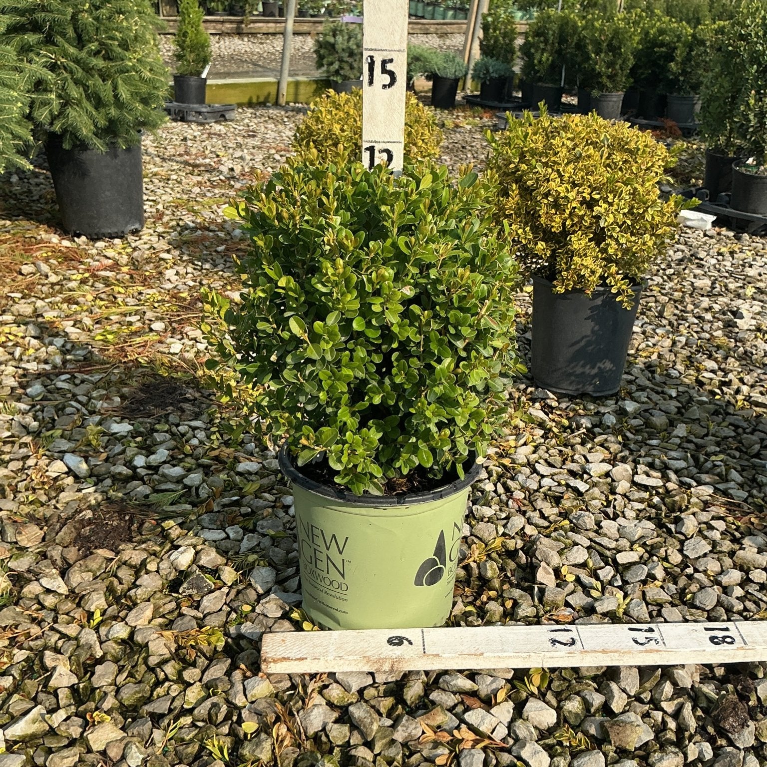 NewGen Freedom Boxwood in a green #1 container at a nursery, showing a dense rounded mound of small glossy green leaves.