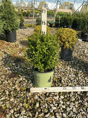 NewGen Freedom Boxwood in a green #1 container at a nursery, showing a dense rounded mound of small glossy green leaves.