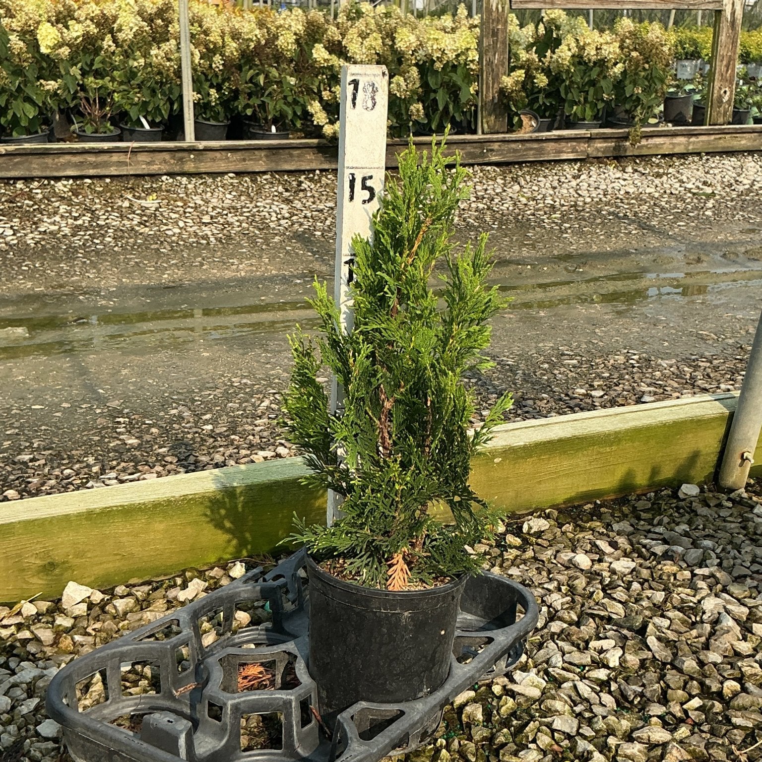 North Pole Arborvitae in a #1 container at a nursery, showing its narrow columnar habit and dense green foliage.