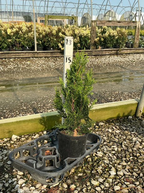 North Pole Arborvitae in a #1 container at a nursery, showing its narrow columnar habit and dense green foliage.