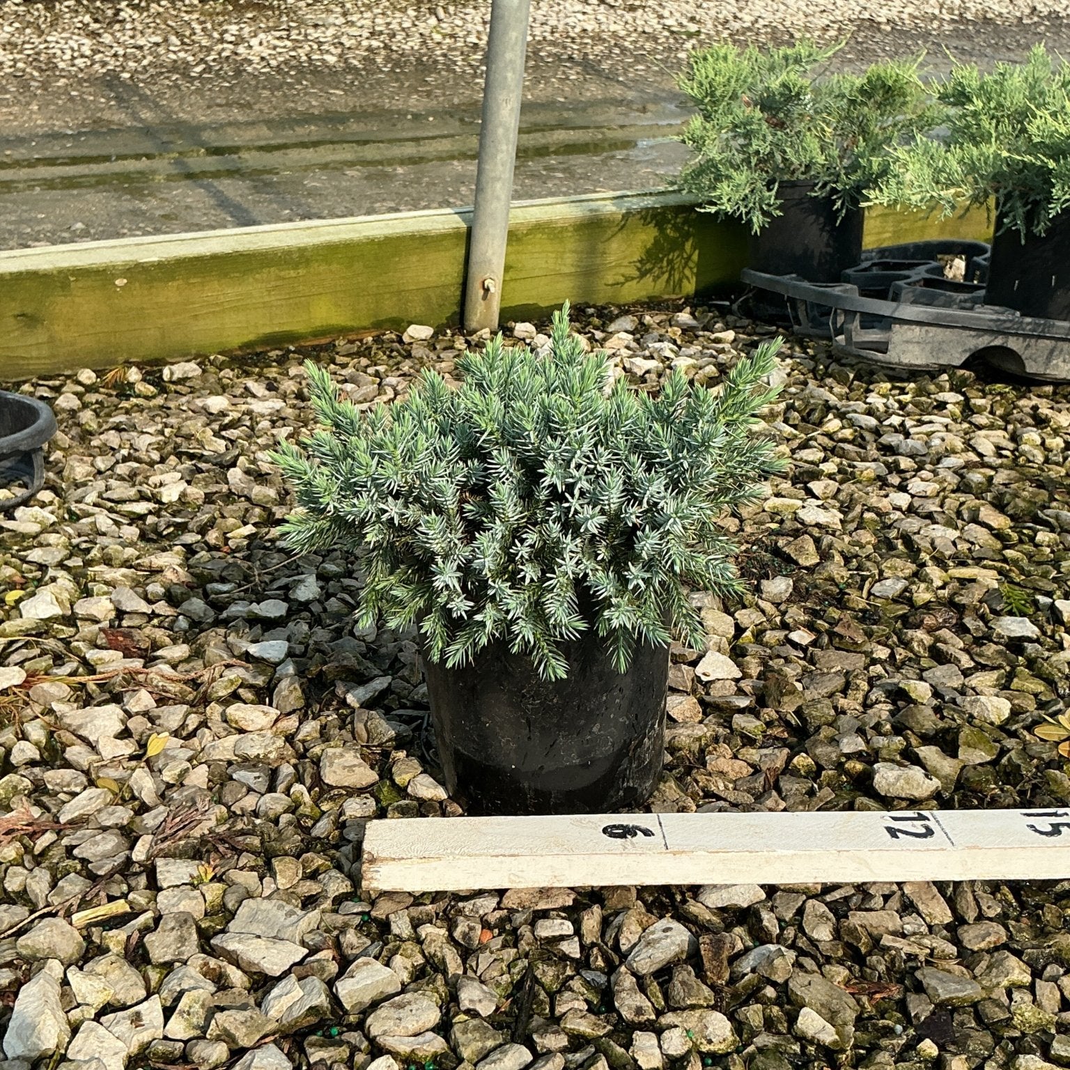 Blue Star Juniper in a #1 container showing dense silvery-blue foliage at a nursery.