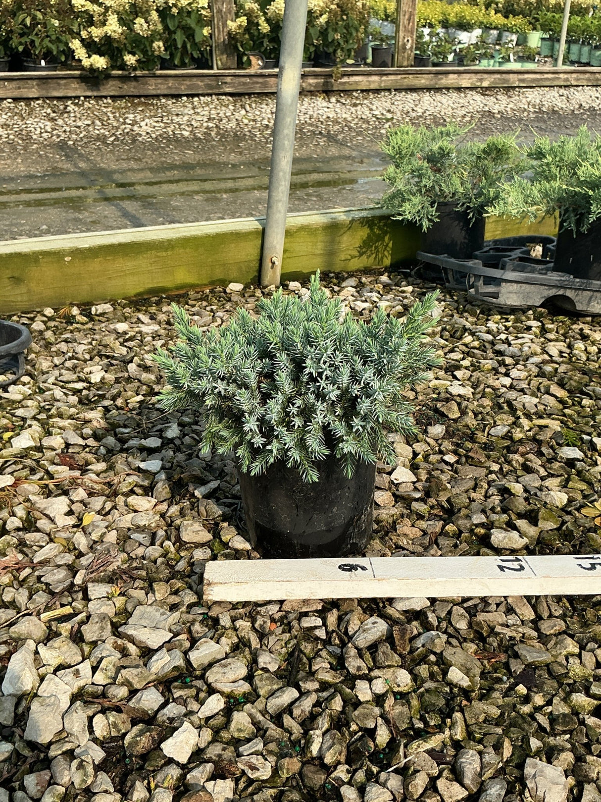 Blue Star Juniper in a #1 container showing dense silvery-blue foliage at a nursery.