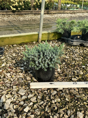 Blue Star Juniper in a #1 container showing dense silvery-blue foliage at a nursery.
