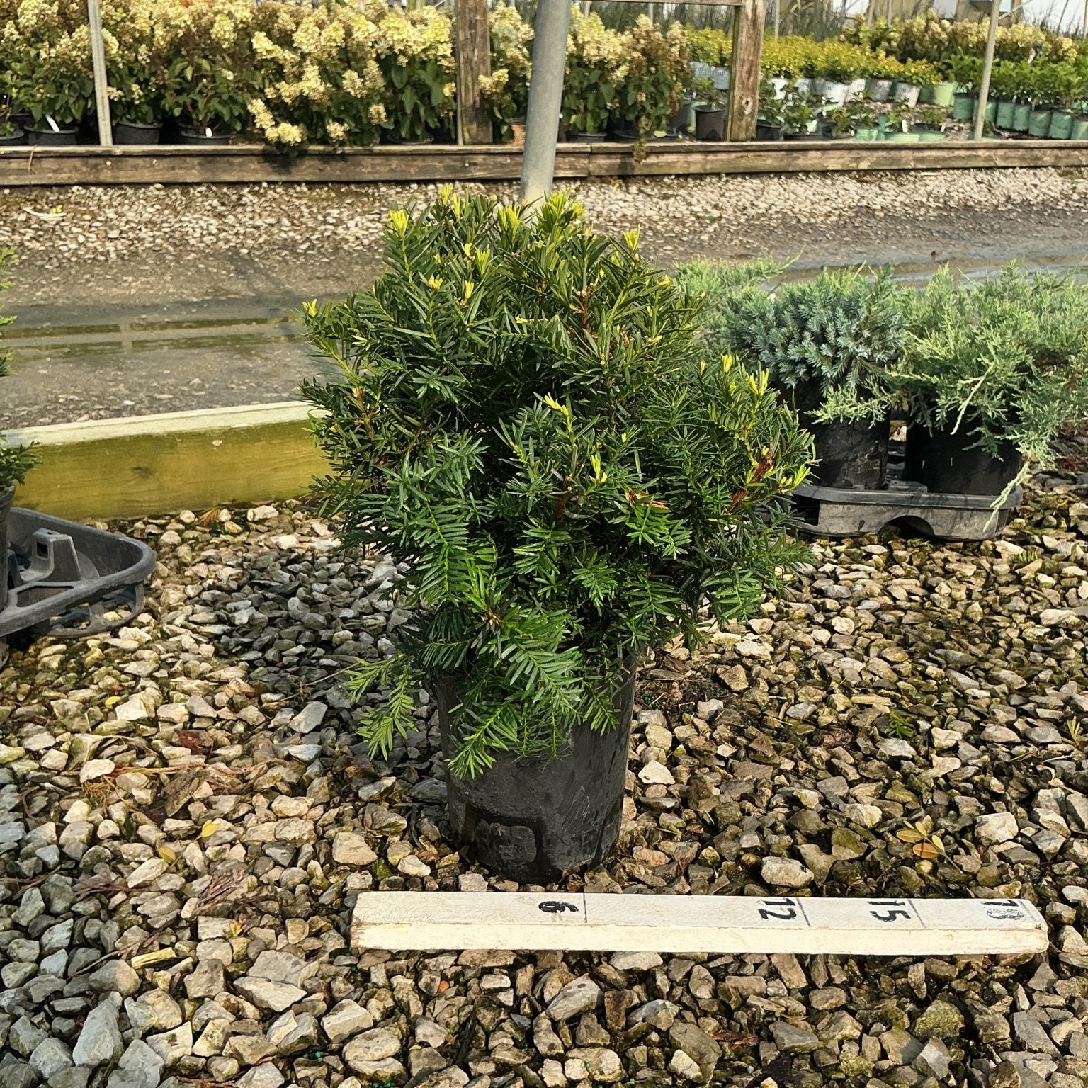Densiformis Yew shrub in a nursery container, showing dense dark green needle foliage with bright new growth tips.
