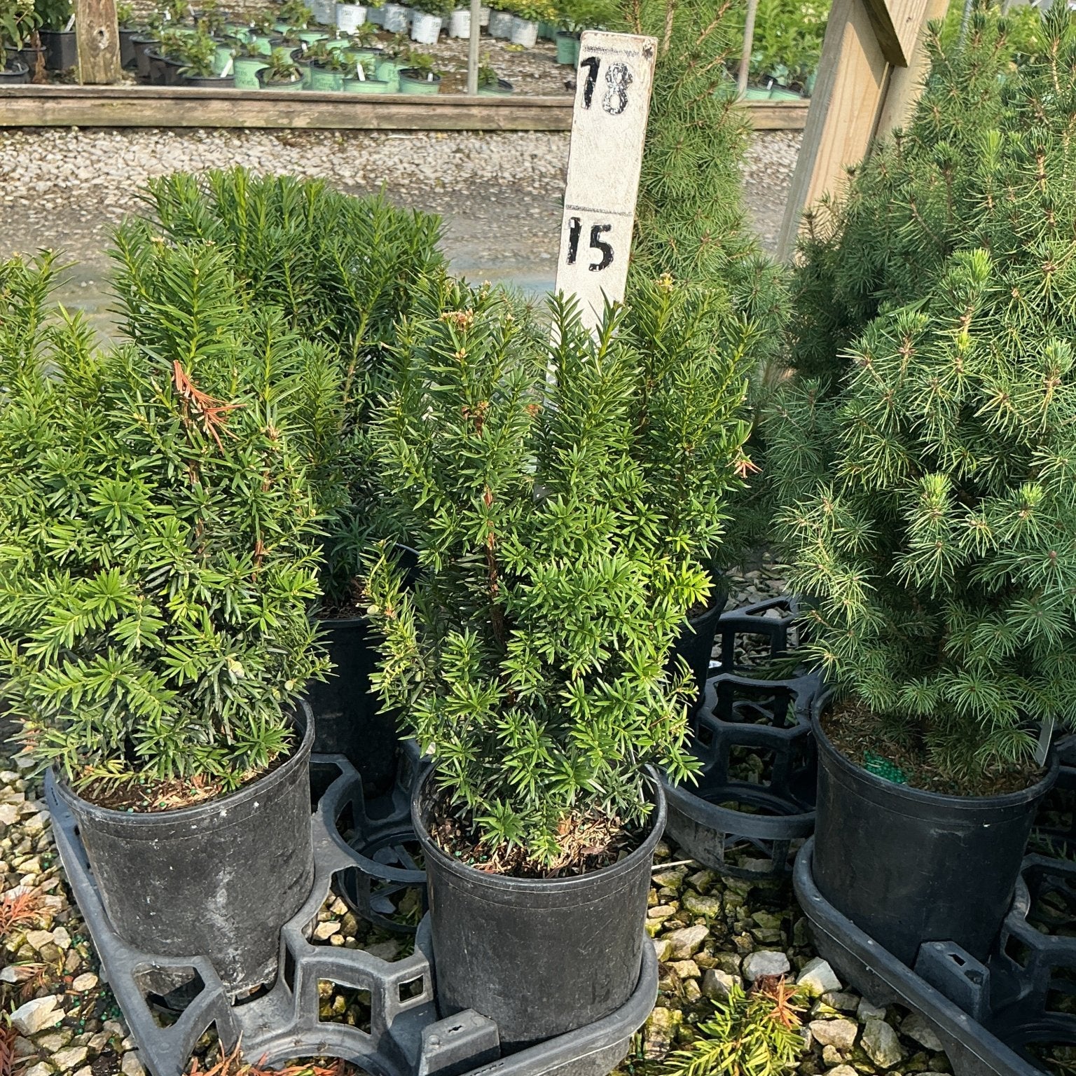 Hicks Yew shrubs in black nursery containers displayed on a gravel surface at a garden center.