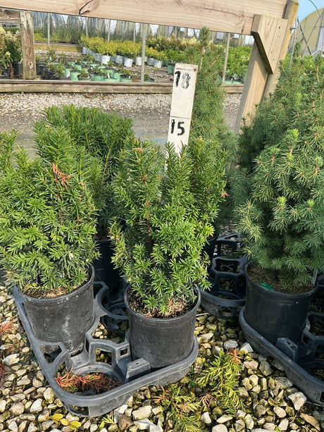 Hicks Yew shrubs in black nursery containers displayed on a gravel surface at a garden center.
