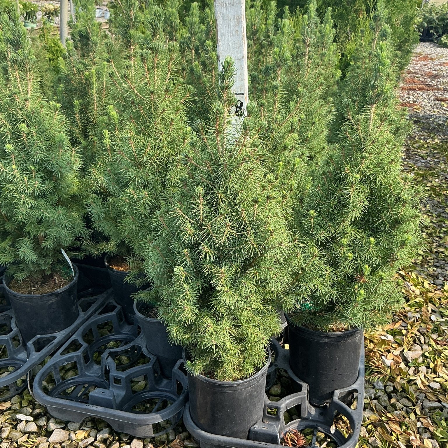Dwarf Alberta Spruce Picea glauca Conica seedlings growing in black nursery containers on a gravel bed at a garden center.