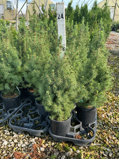 Dwarf Alberta Spruce Picea glauca Conica seedlings growing in black nursery containers on a gravel bed at a garden center.