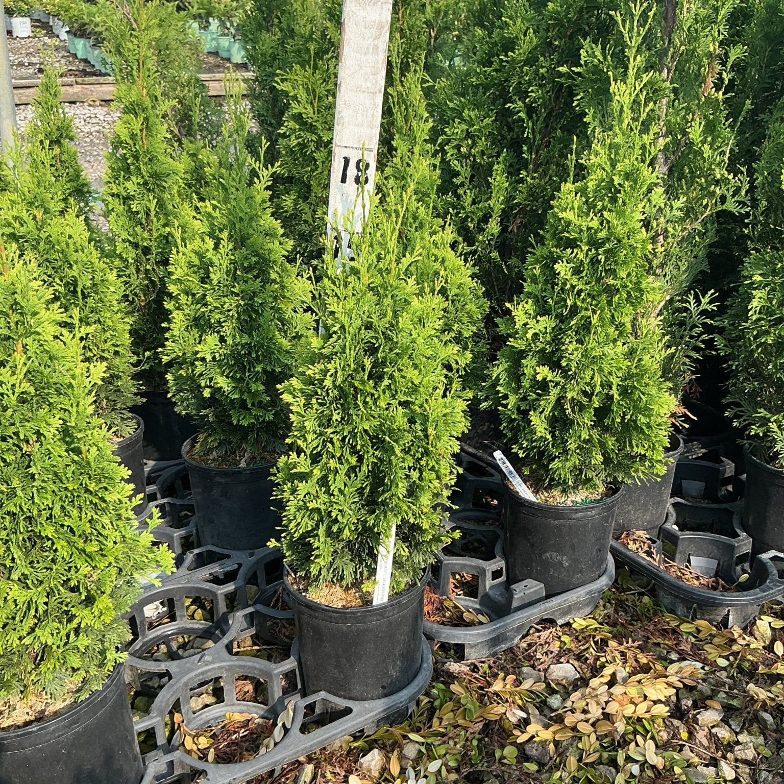 Degroot's Spire Arborvitae trees in black nursery containers at a garden center, showing tall narrow columnar habit.