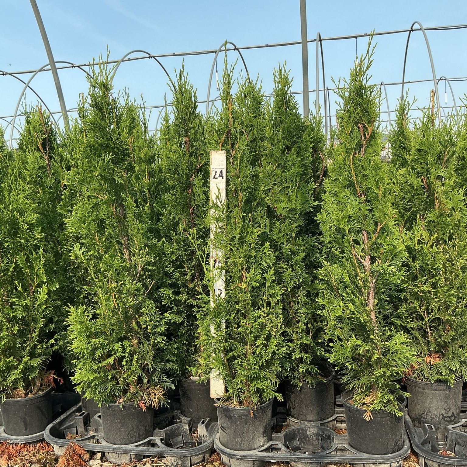 Full Speed A Hedge Thin Man Arborvitae columnar evergreens in black nursery containers at a greenhouse.