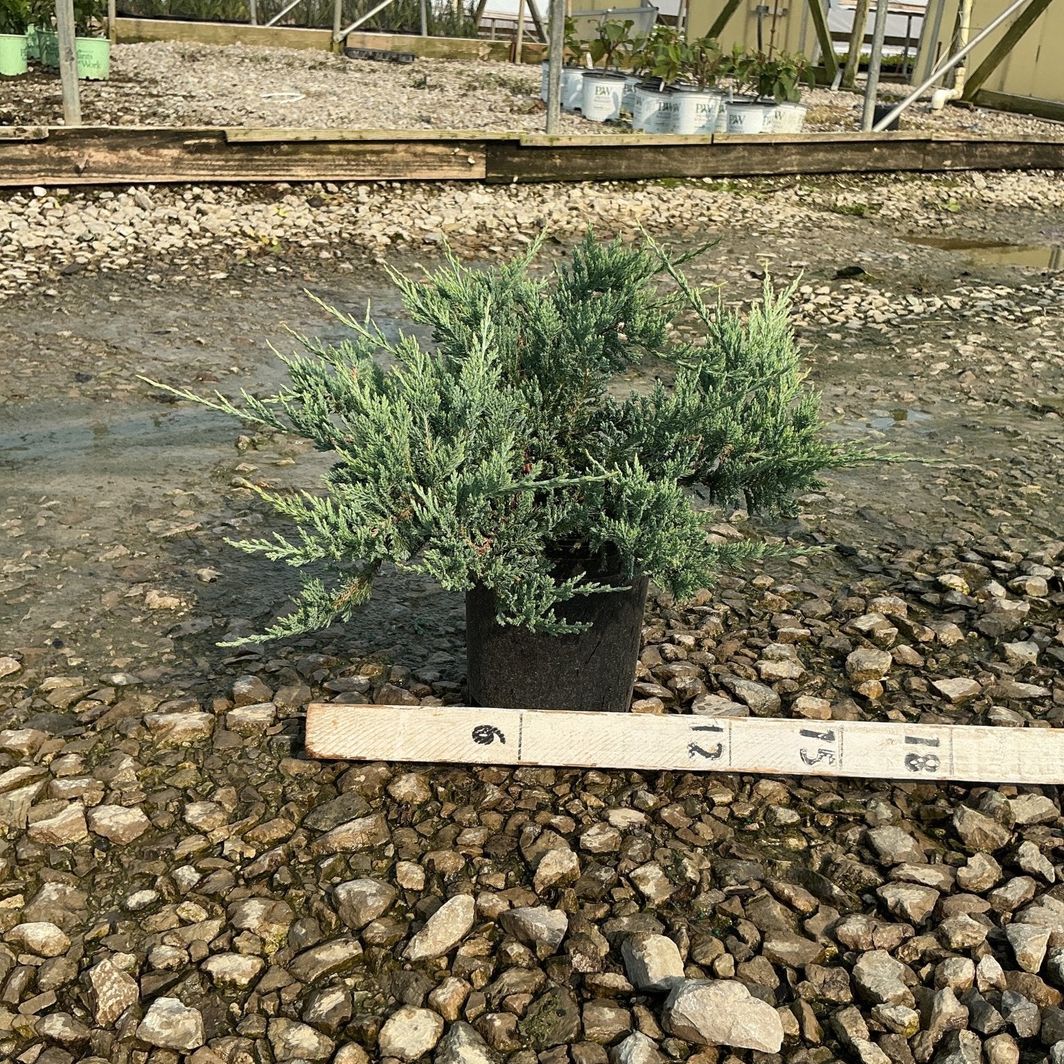 Blue Chip Juniper in a #1 container with blue-green spreading foliage, shown beside a ruler at a nursery.
