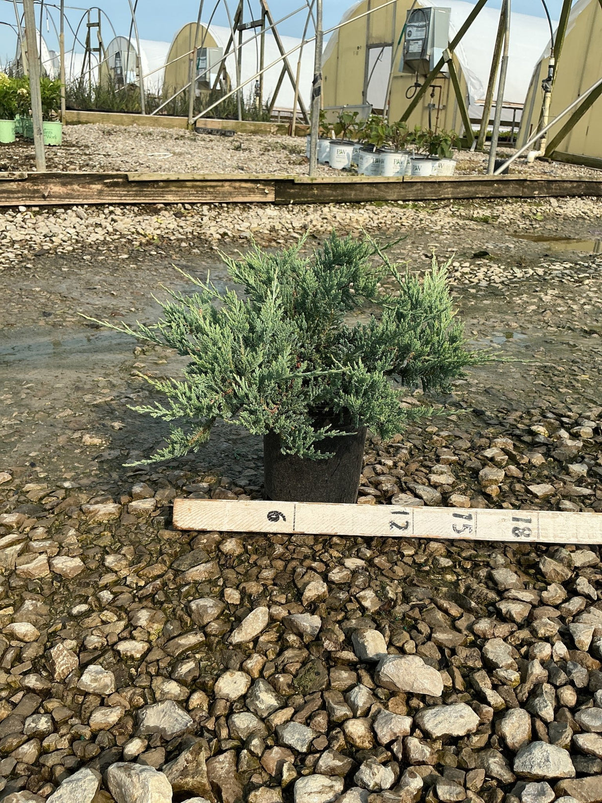 Blue Chip Juniper in a #1 container with blue-green spreading foliage, shown beside a ruler at a nursery.